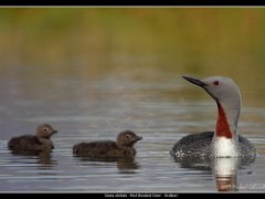 red throated diver : Iceland